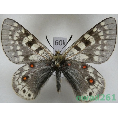 Parnassius acdestis subsp. roweii Sorimachi, 1994 China60k